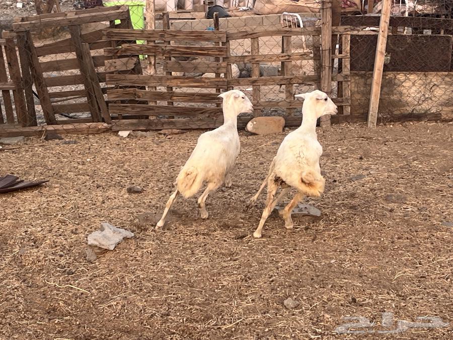 رخال رفد64431589340546112