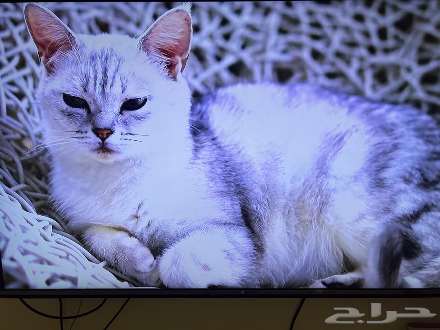 LG screen for sale, very clear quality, height 77, width 13564429438266114112