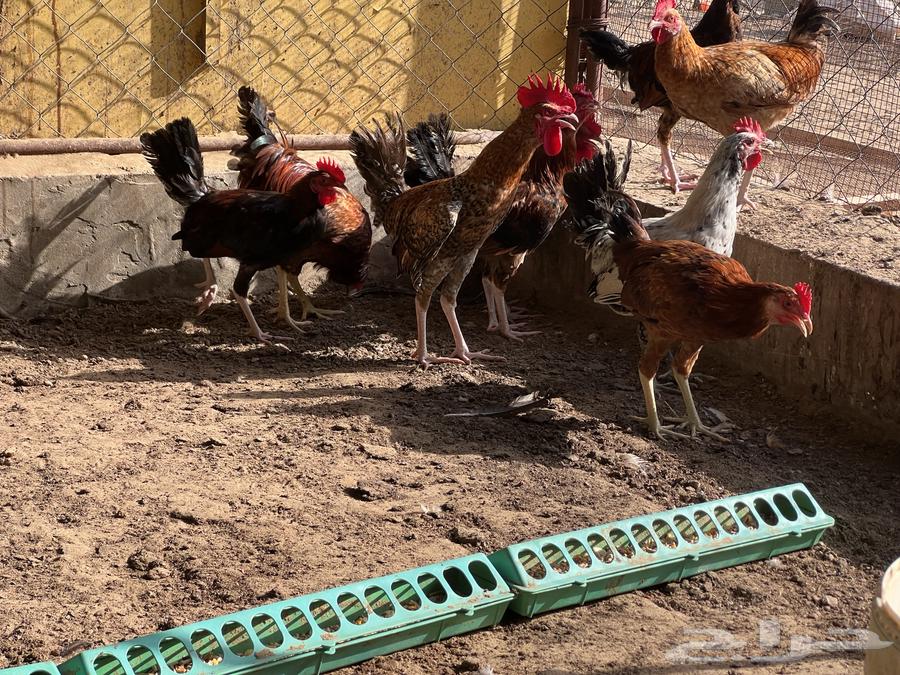 ديك بلدي العدد 40 ديك تم البيع64429869795585111