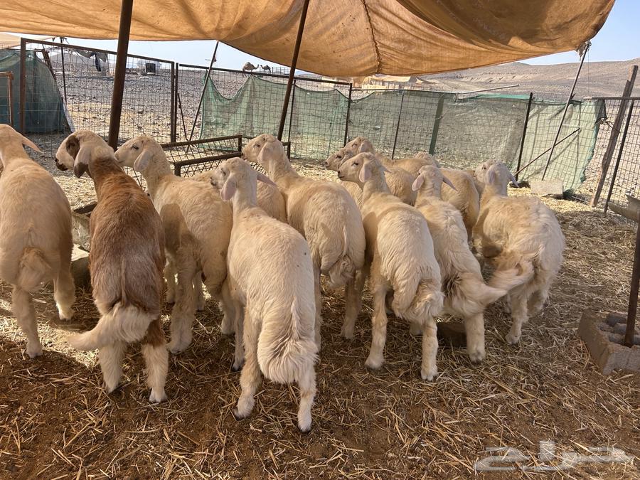 Sacrificial animals and rams for sale, delivery service available64428187964675114