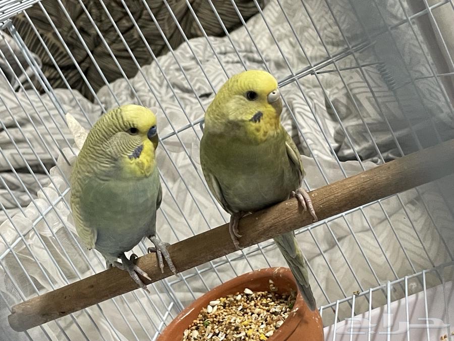 Distinguished Budgie Pair64427196232705110