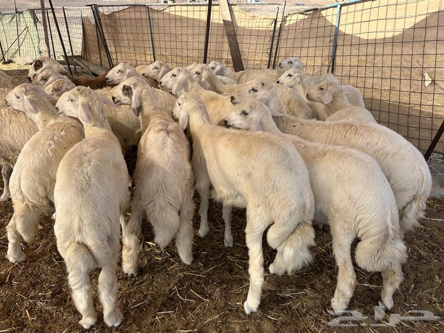 Sacrificial animals and rams for sale, delivery service available64428187964675112