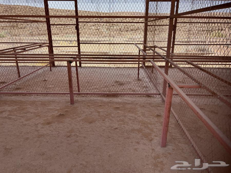 للبيع مضلات حديد64428725390338113