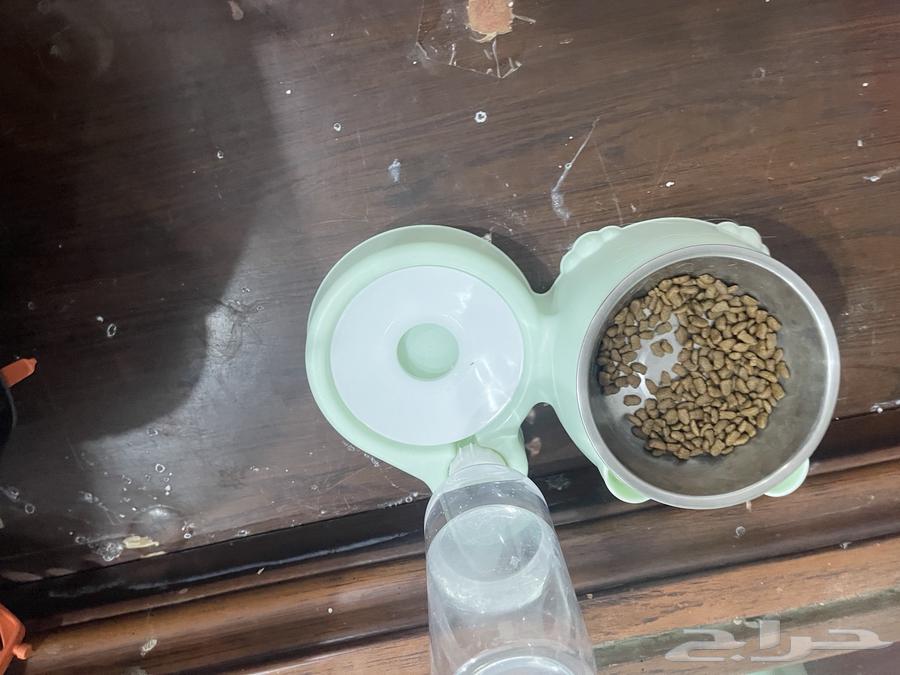 قطوه شيرازي64431951440129111