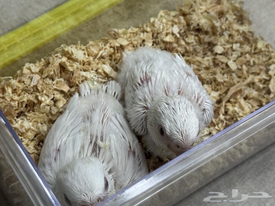 تم البيع64431896474242112