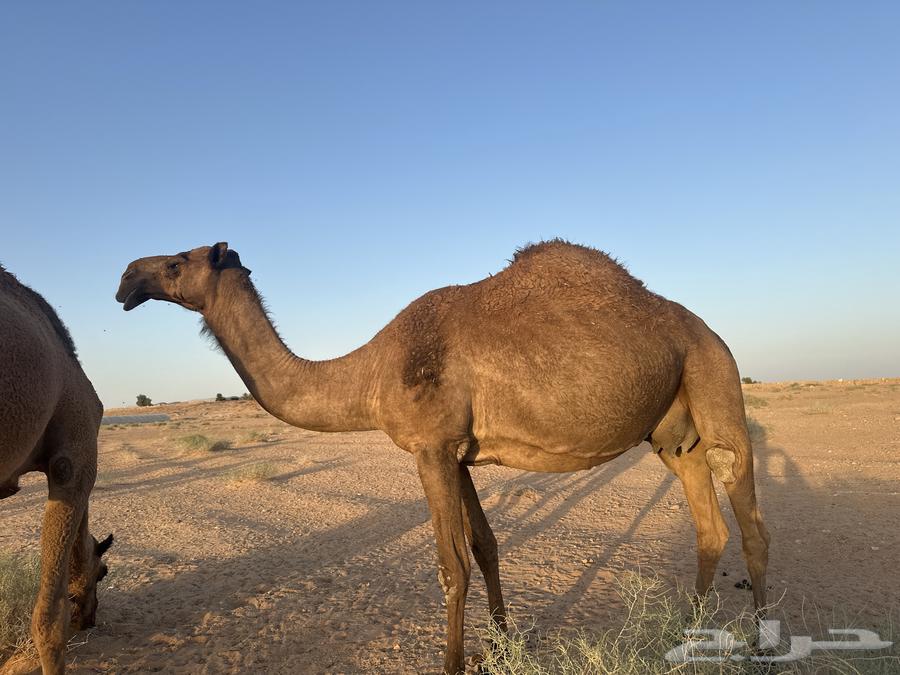 بيع خلفه64431021513218112