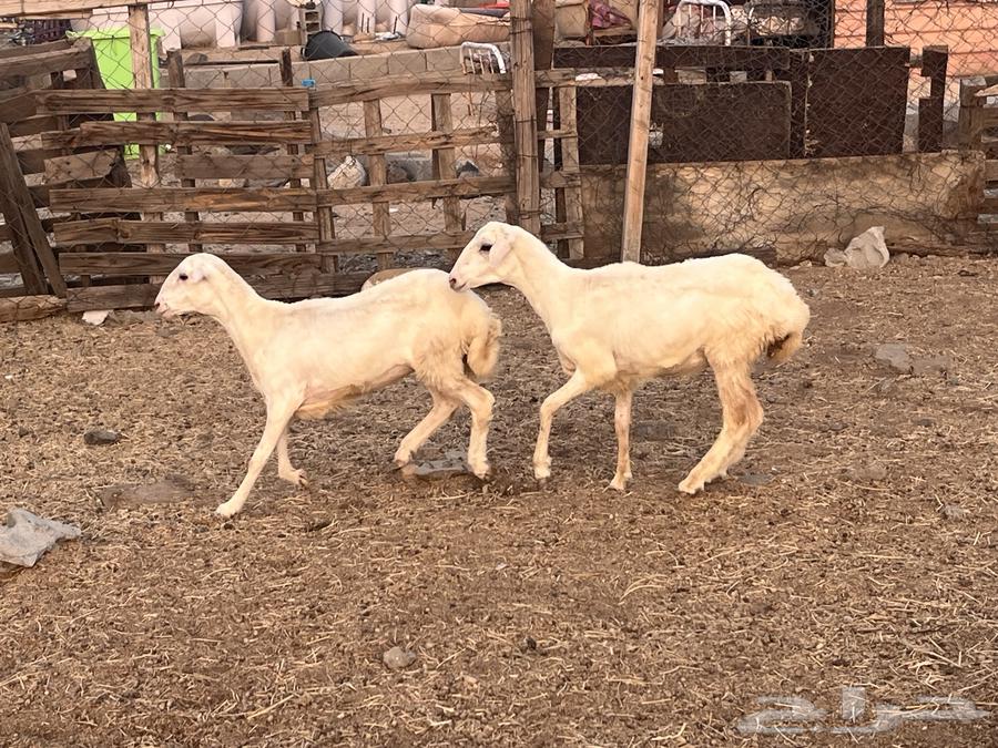 رخال رفد64431589340546111