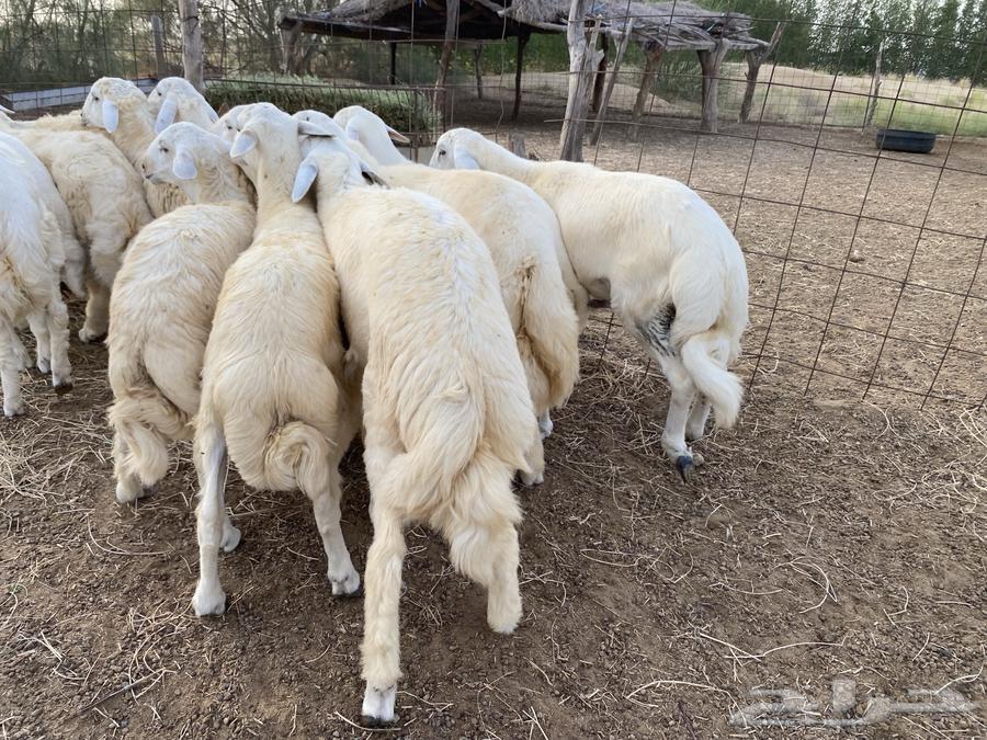 Tulian64432278201730112