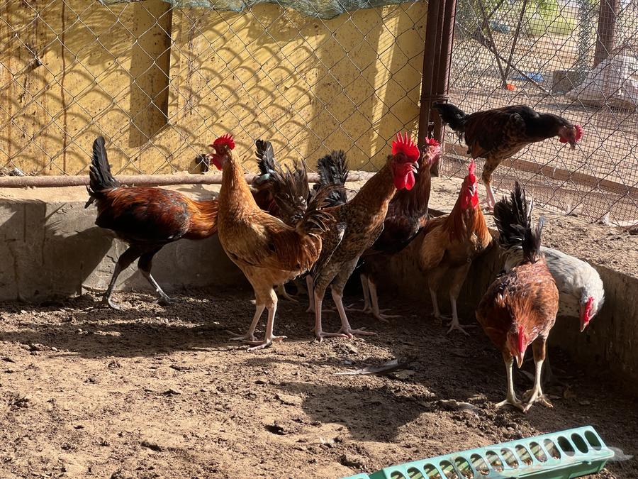 ديك بلدي العدد 40 ديك تم البيع64429869795585110