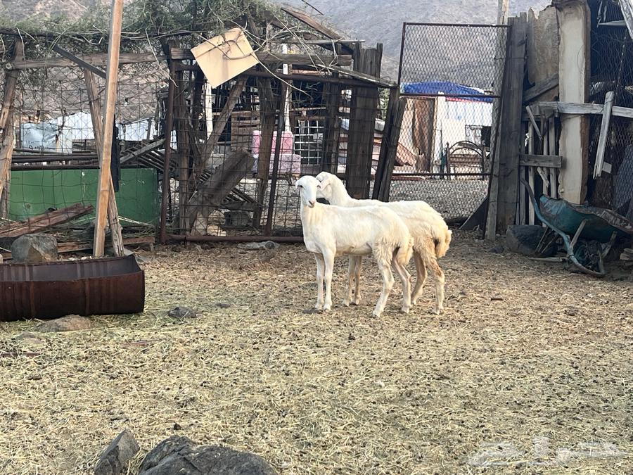 رخال رفد64431589340546113