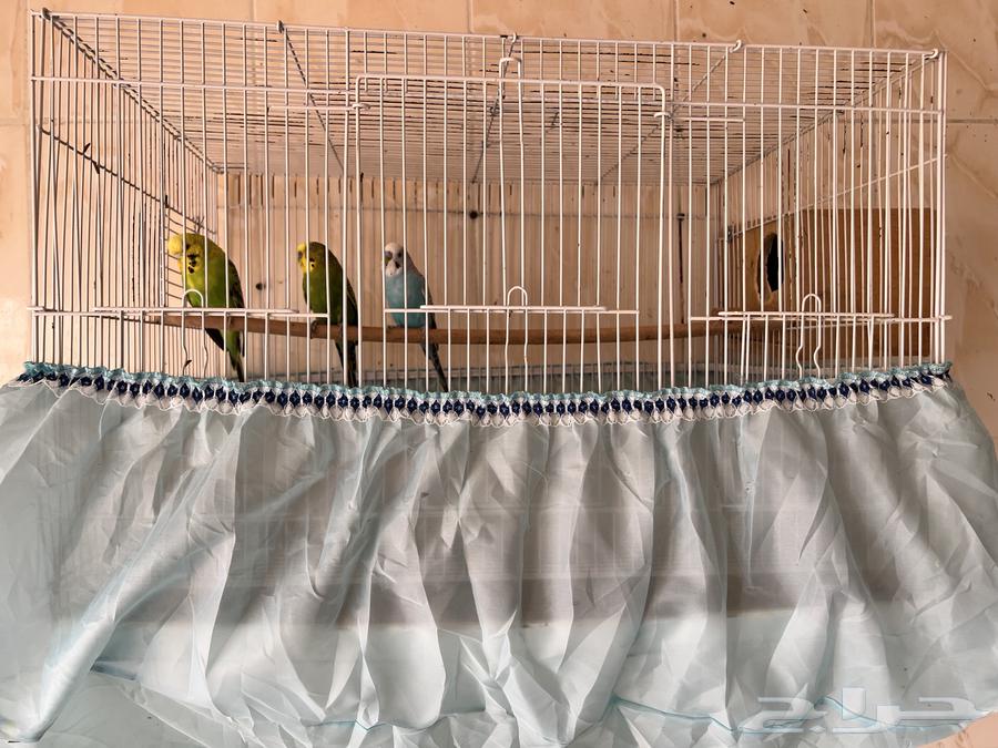 طيور بادجي64429681609603111