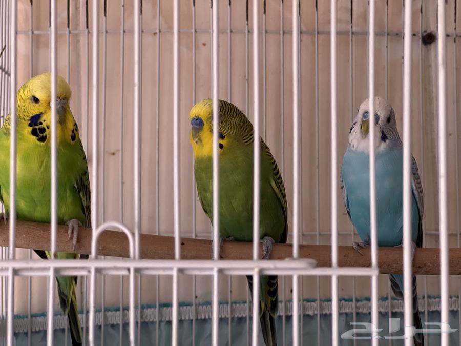 طيور بادجي64429681609603114