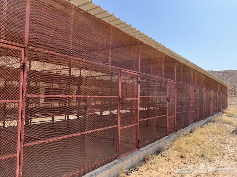 للبيع مضلات حديد64428725390338114