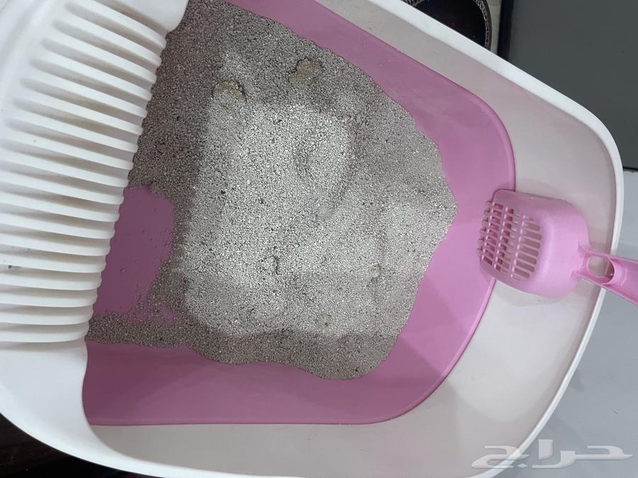 قطوه شيرازي64431951440129112