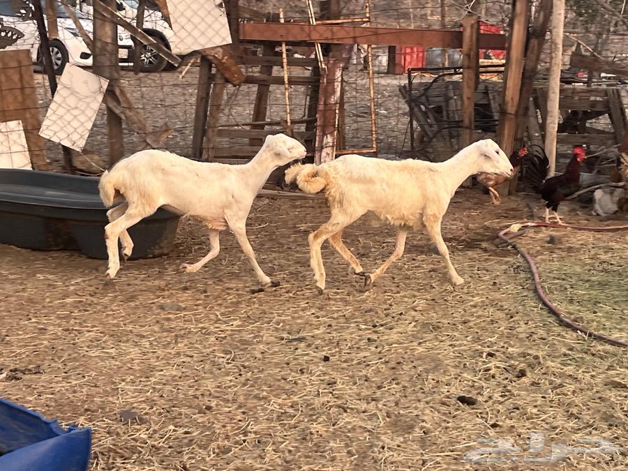 رخال رفد64431589340546110