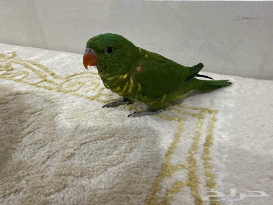 Lori Scalies (Sold, may God bless its owner)64427824988289112