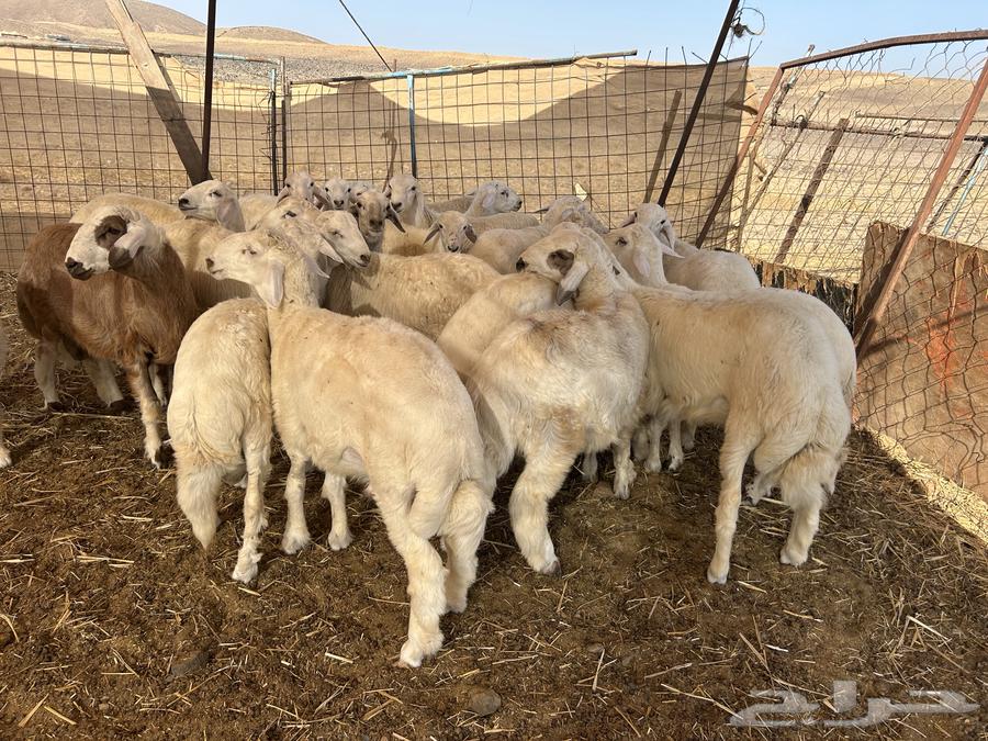 Sacrificial animals and rams for sale, delivery service available64428187964675113
