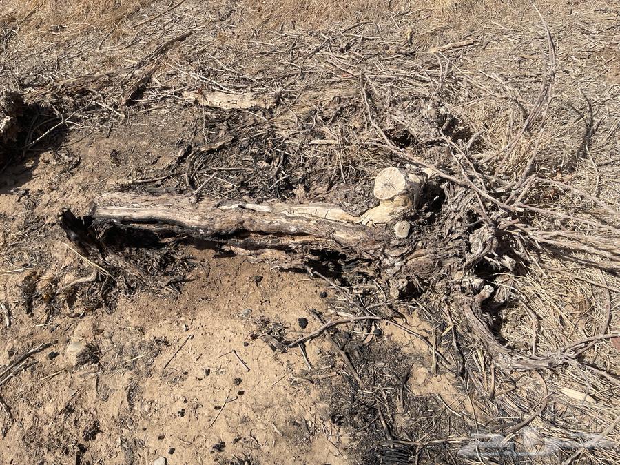 Grapevine firewood for sale, large sizes64427196101889112