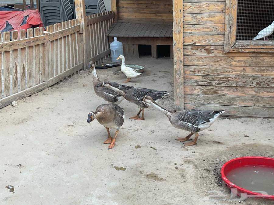 أربعا بطات64589500902401112