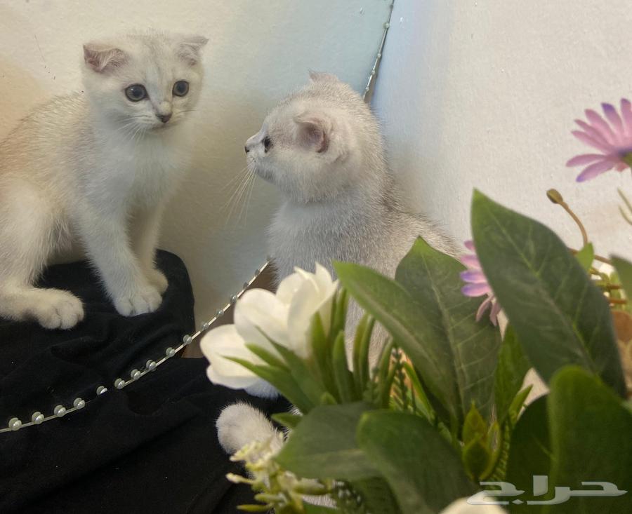 High-level Scottish Fold64439444760066110