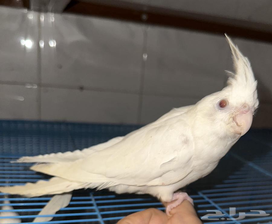 كروان البينو اليف نص ولافة عيون حمر64426456741378112