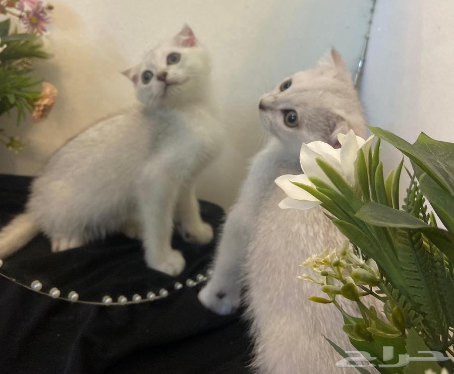 High-level Scottish Fold64439444760066111