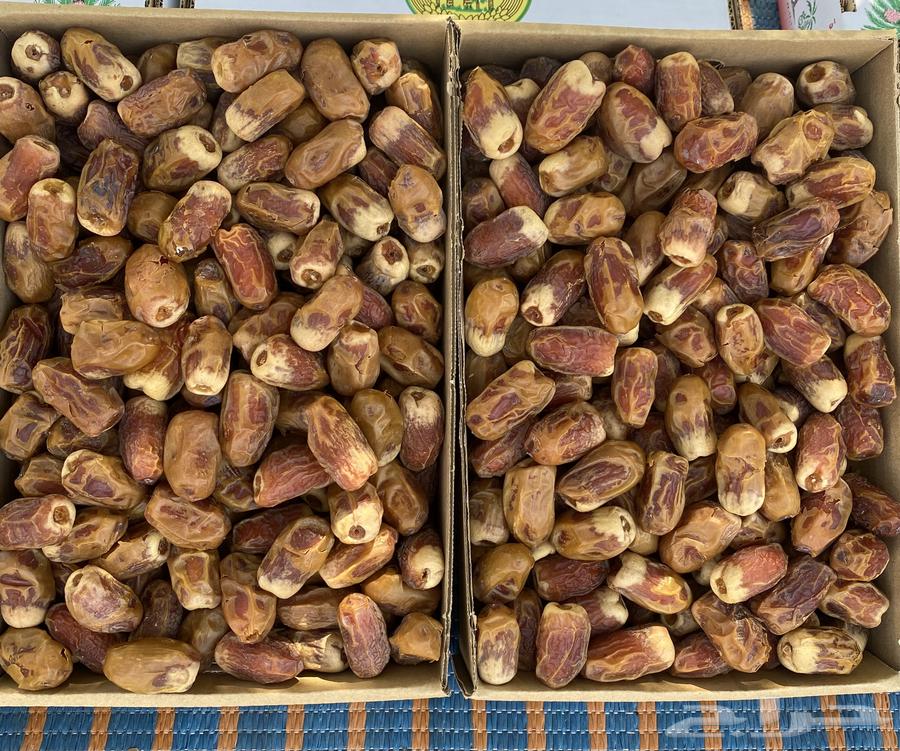 Tamr Saffi64427771063425110