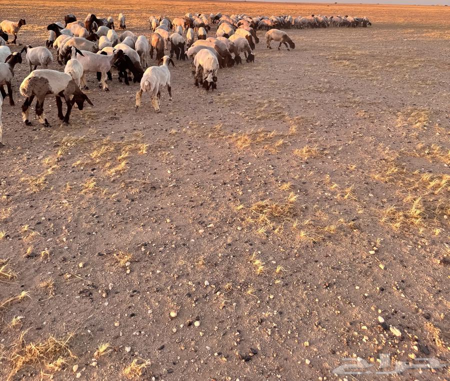 For sale camel calves64432917346434114