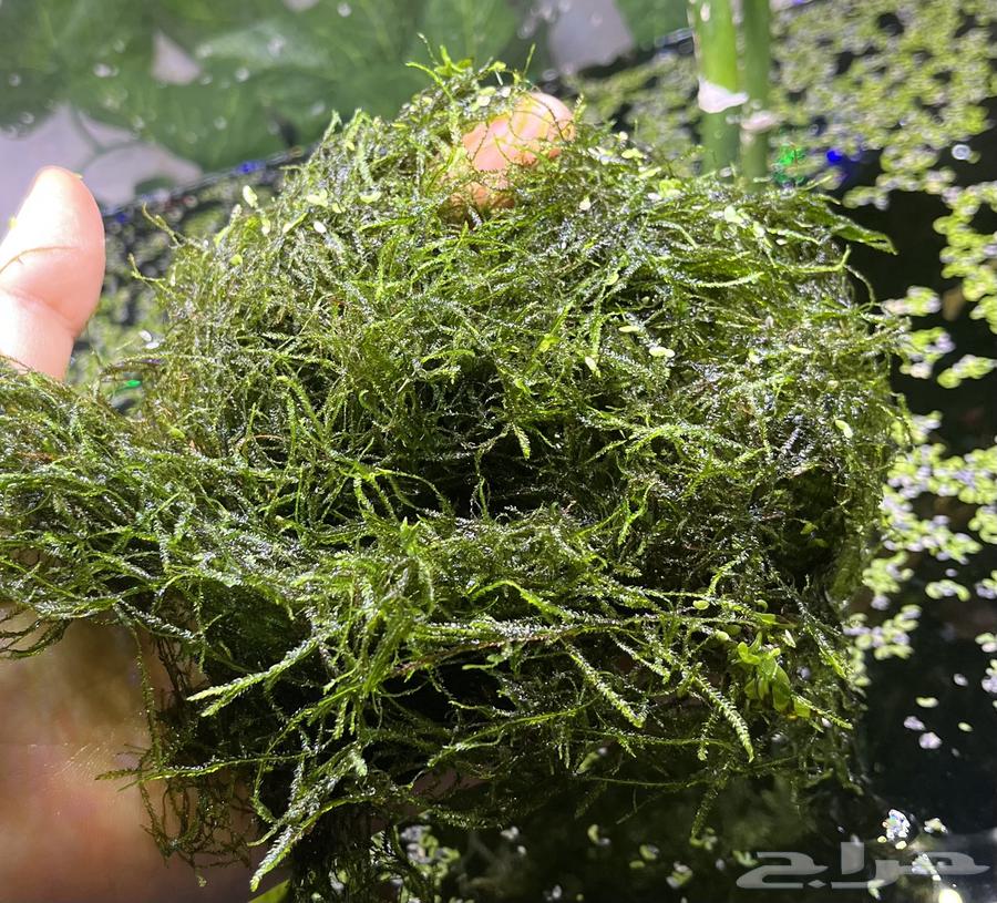Java Moss Aquarium Plant. Javamoss64460571058691110