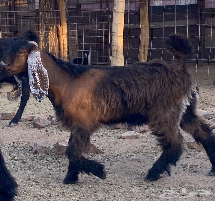 تيس ذبح طيب(تم البيع)64431786307843111