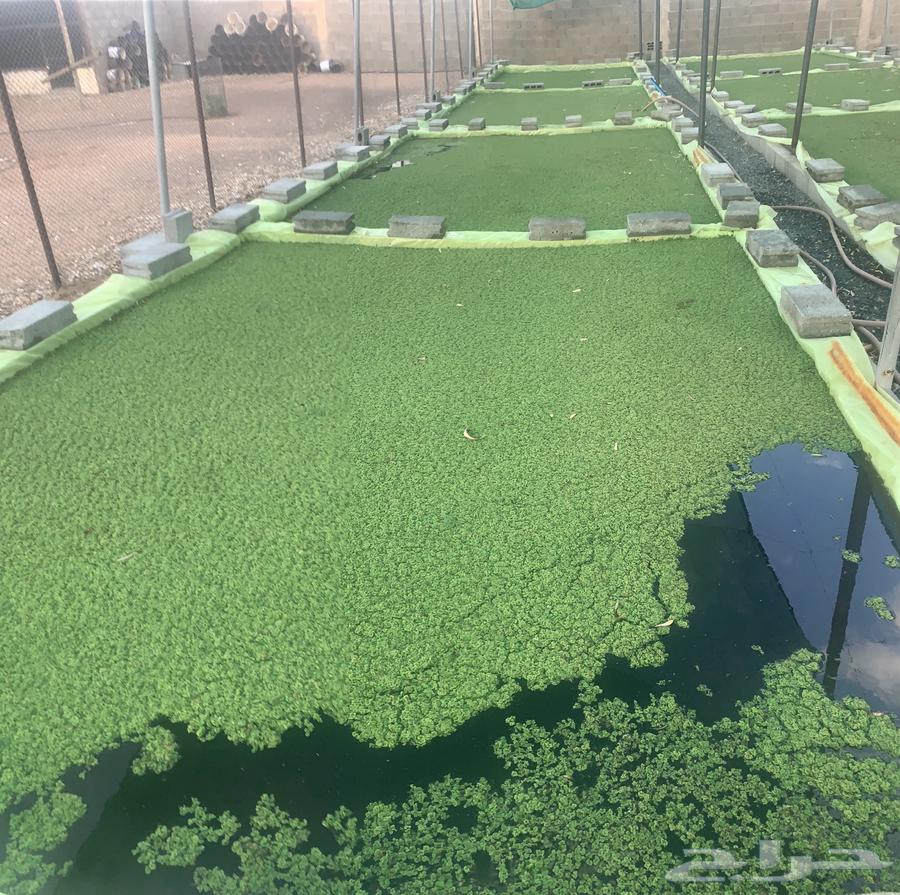 ازولا. حائل. حقروصين64429397713666110