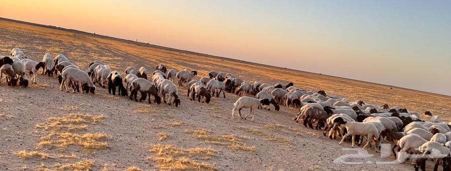 For sale camel calves64432917346434113