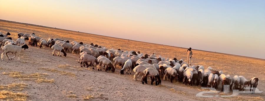 For sale camel calves64432917346434112