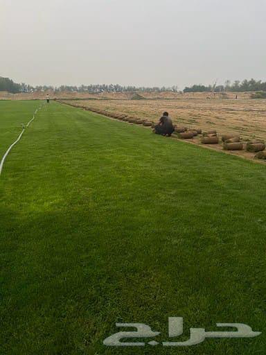 للتوصيل نجيله خضراء64430097702019112