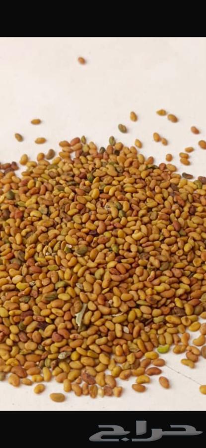 البذر العربي المعيش64433553015809110