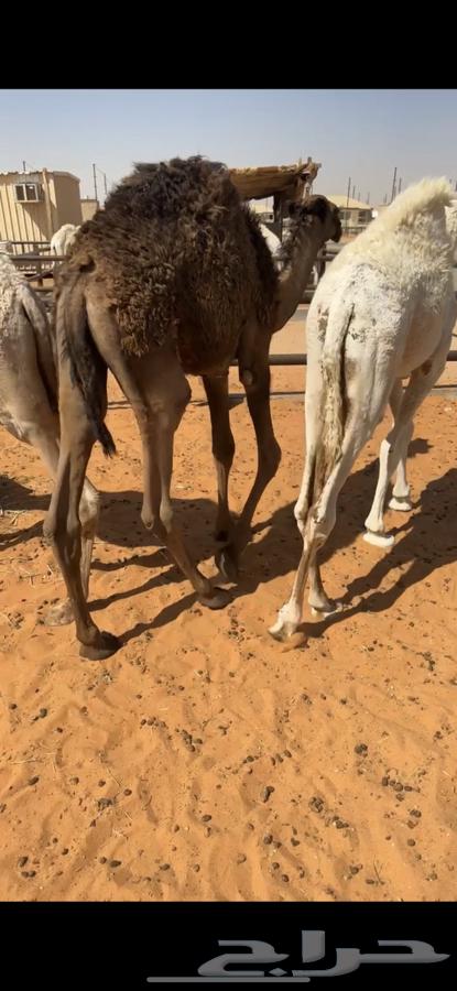 Sitting and slaughtering good ones, sum is 450064427636833667111