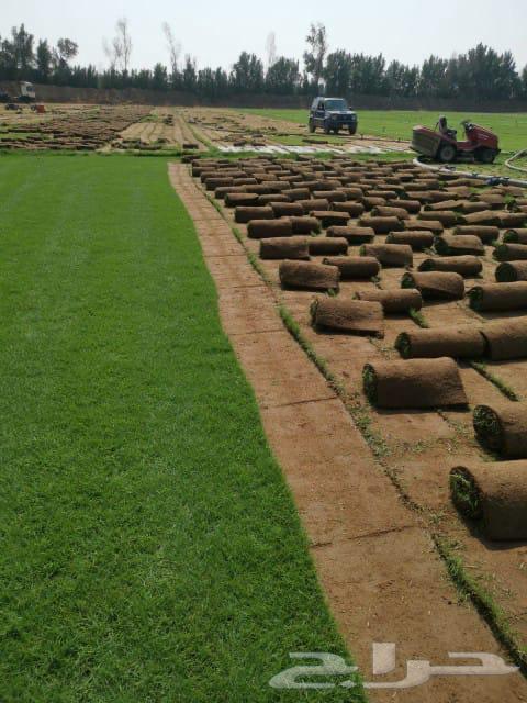 للتوصيل نجيله خضراء64430097702019111