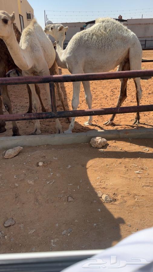 Sitting and slaughtering good ones, sum is 450064427636833667110