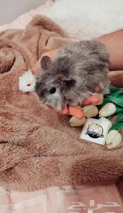 الوبر64431089003521110