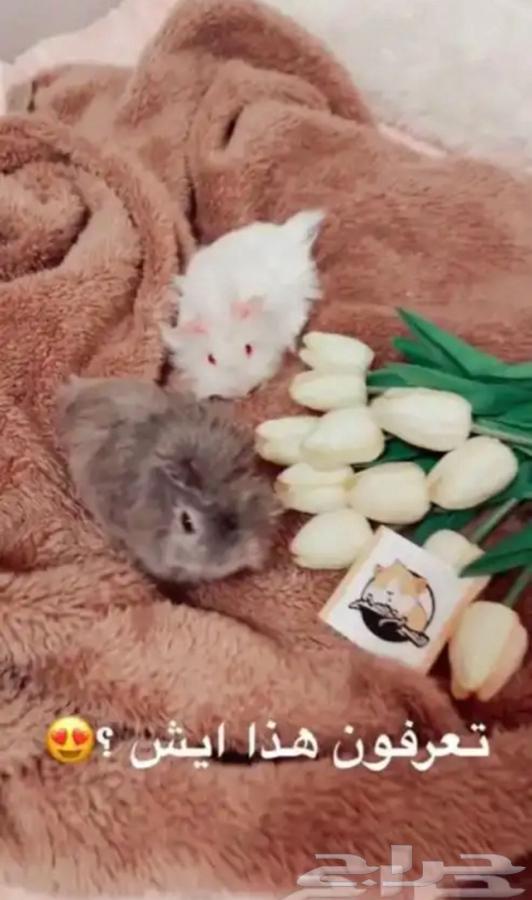 الوبر64431089003521114