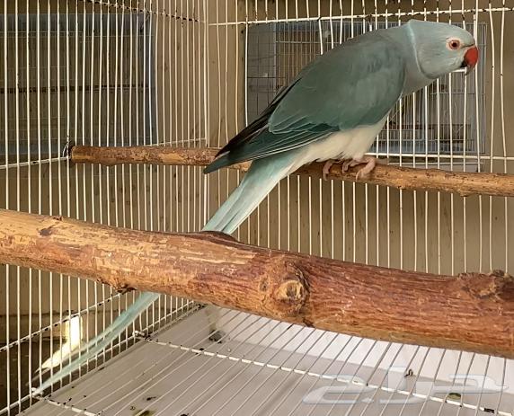 للبيع زوج دره بلو كلير تيل وايت هيد64431521408385113