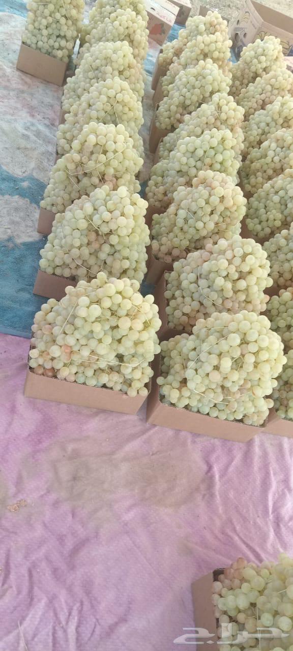 عنب بني سعد للبيع64429869662978110