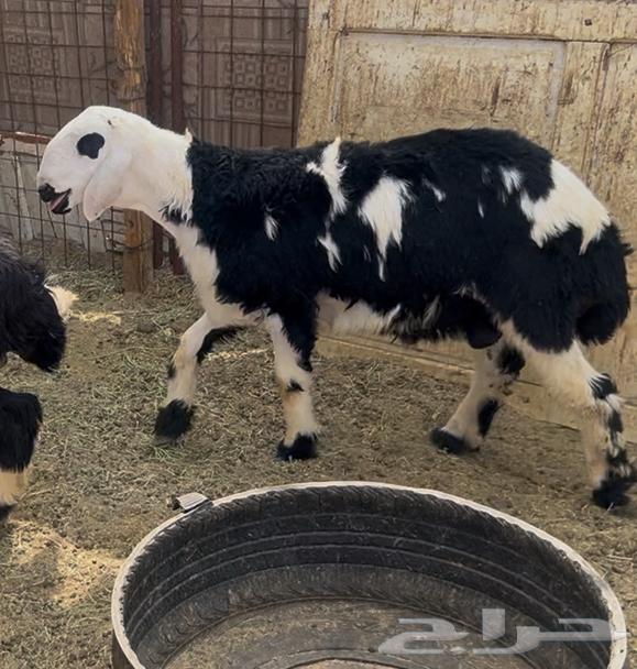 للبيع طلي نجدي فل شحم64428201310721110