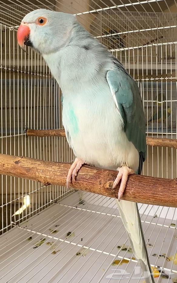 للبيع زوج دره بلو كلير تيل وايت هيد64431521408385112