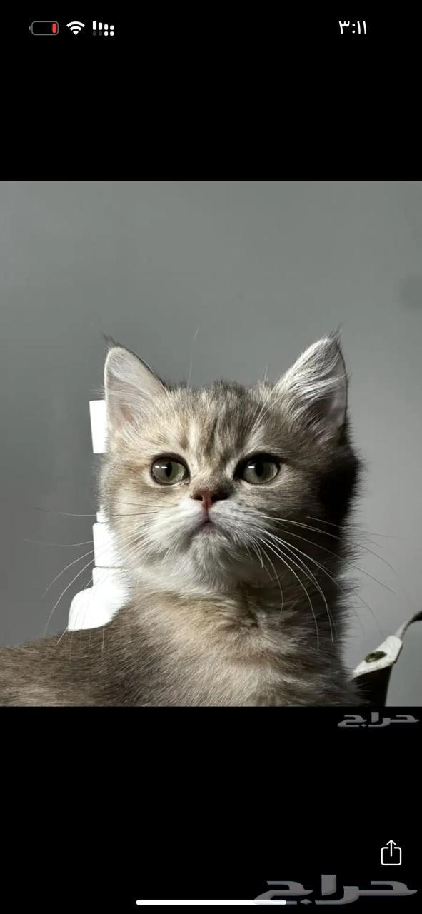 قطط سكوتش للبيع64426147649667110