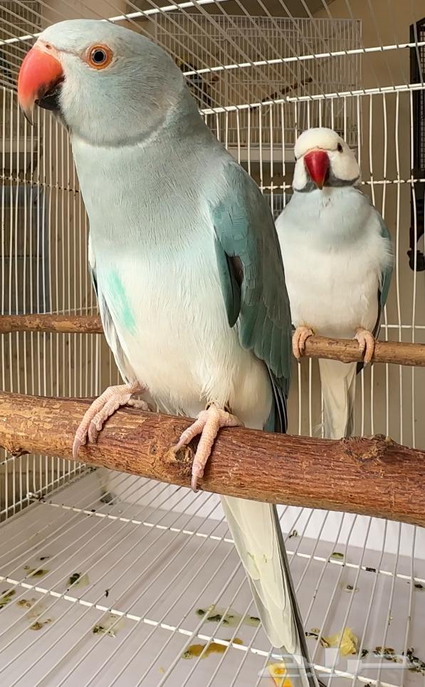 للبيع زوج دره بلو كلير تيل وايت هيد64431521408385110