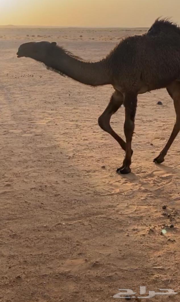 للبيع قعود اصفر كفو64428509968514113