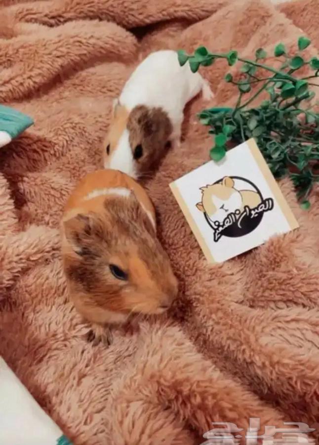 الوبر64431089003521113