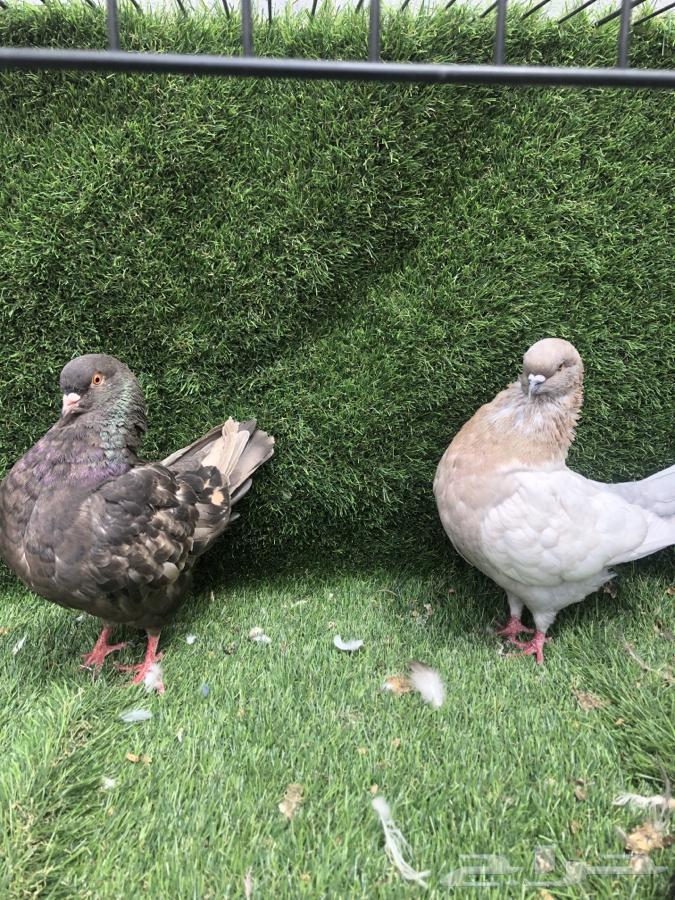 زوج كنق64427049528577110