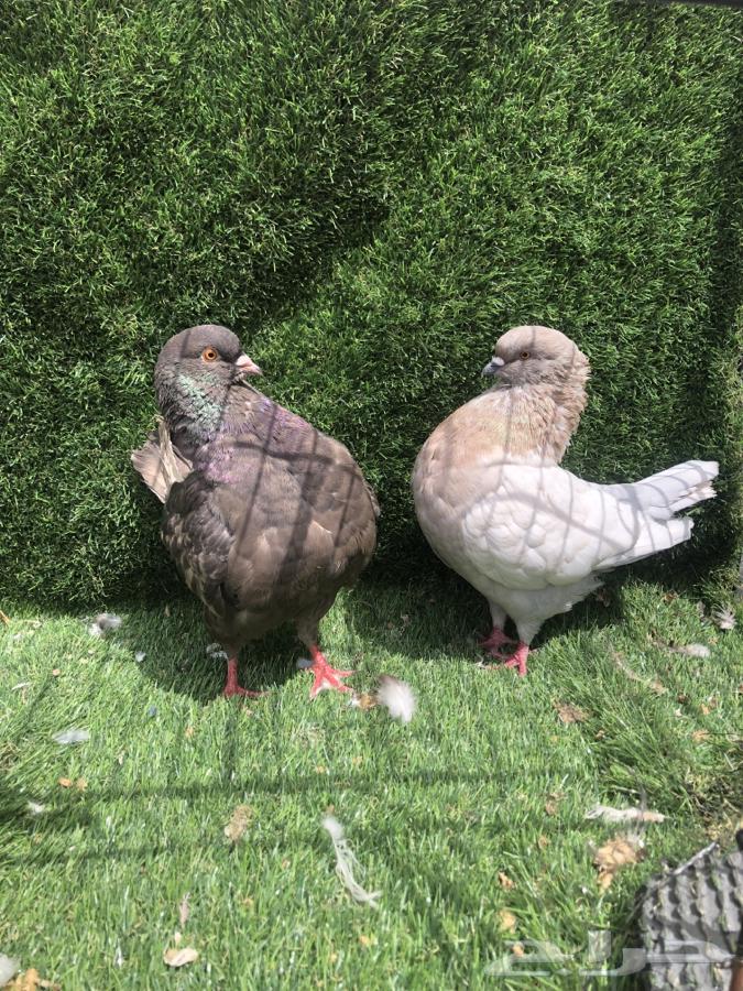 زوج كنق64427049528577111